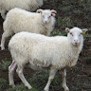 Meet your Posher, Cristen